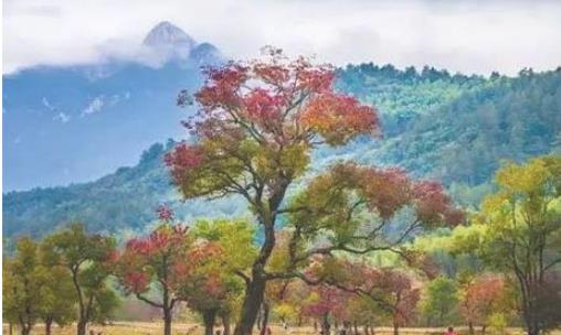 2018羅田紅葉節是什么時候 羅田紅葉節時間
