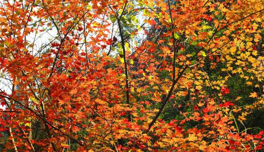 2018上海紅楓節是什么時候開始 上海紅楓節時間