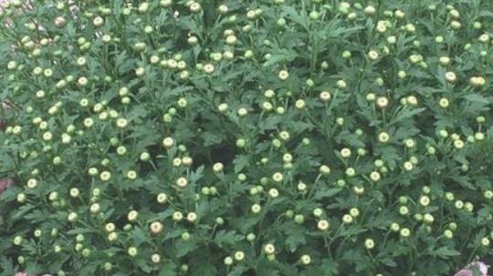 2018常州菊花節什么時候開始 常州菊花節時間