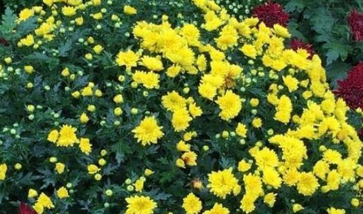 2018常州菊花節什么時候開始 常州菊花節時間