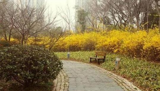 2018常州菊花節什么時候開始 常州菊花節時間