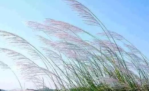 蘆葦花什么時候開 蘆葦花花期