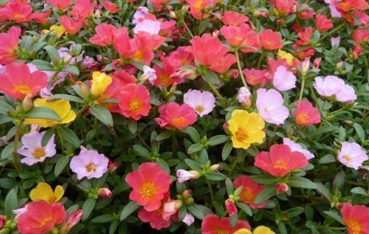 No4、太陽(yáng)花.jpg