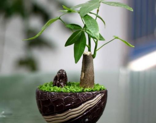 No2、發(fā)財(cái)樹.jpg