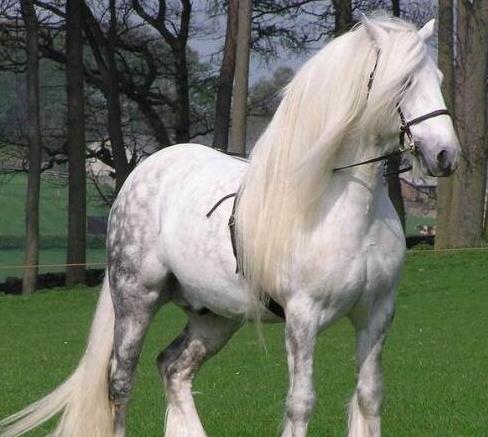 世界上十大體型最漂亮的馬排行榜,汗血寶馬實(shí)至名歸