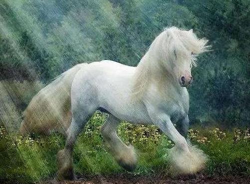 世界上十大體型最漂亮的馬排行榜,汗血寶馬實(shí)至名歸