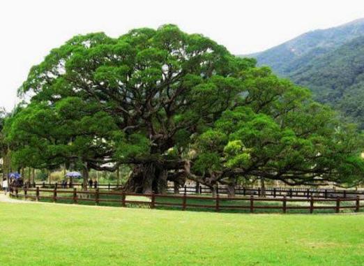 中國十大千年古樹排行榜,黃帝軒轅柏有5000年歷史!