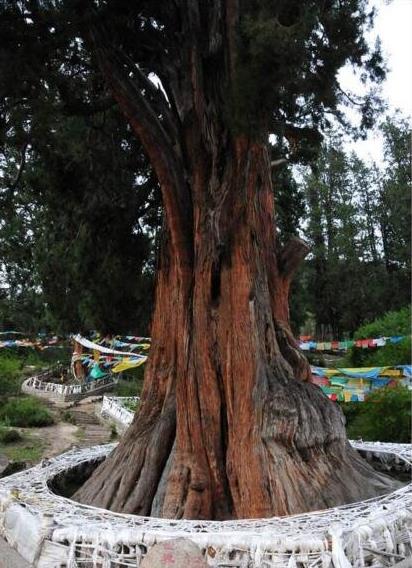 中國十大千年古樹排行榜,黃帝軒轅柏有5000年歷史!