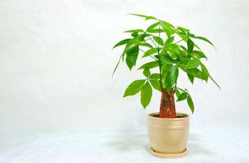 十種辦公室適合養的植物排行榜,富貴竹最適合辦公室養