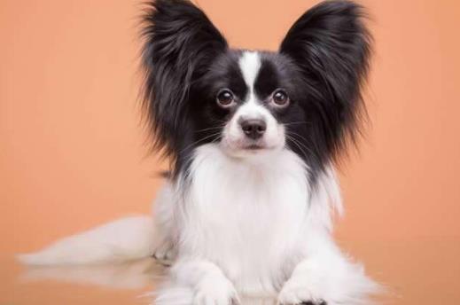 世界十大最忠誠(chéng)的狗排名,拉布拉多尋回犬常用于服務(wù)犬