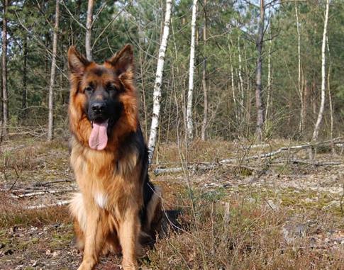 世界十大最忠誠(chéng)的狗排名,拉布拉多尋回犬常用于服務(wù)犬