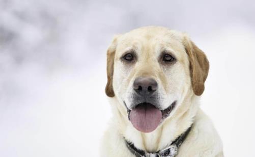 世界十大最忠誠(chéng)的狗排名,拉布拉多尋回犬常用于服務(wù)犬