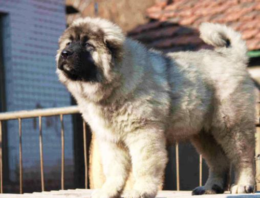 世界十大最忠誠(chéng)的狗排名,拉布拉多尋回犬常用于服務(wù)犬