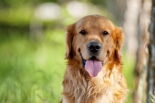 世界十大最忠誠(chéng)的狗排名,拉布拉多尋回犬常用于服務(wù)犬