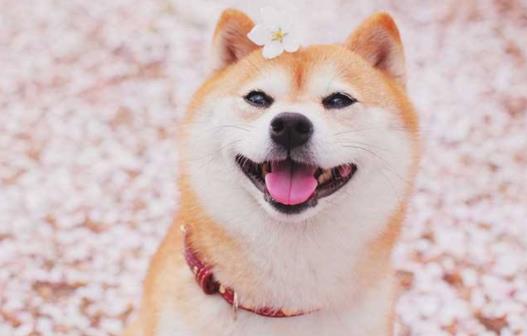 世界十大最忠誠(chéng)的狗排名,拉布拉多尋回犬常用于服務(wù)犬