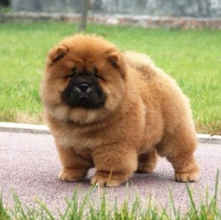 世界十大最忠誠(chéng)的狗排名,拉布拉多尋回犬常用于服務(wù)犬