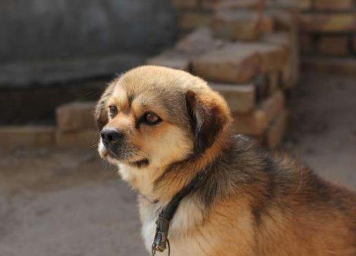 世界十大最忠誠(chéng)的狗排名,拉布拉多尋回犬常用于服務(wù)犬
