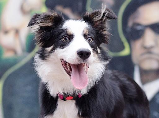 世界十大最忠誠(chéng)的狗排名,拉布拉多尋回犬常用于服務(wù)犬