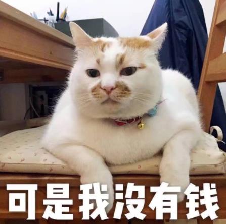 抖音十大網紅貓排名,會說話的二豆瘋狂吸粉,東門魏官人顏值高