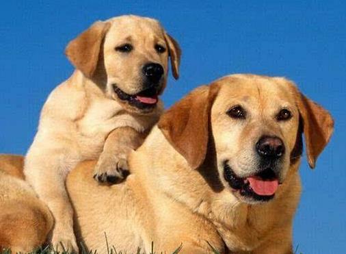 中國警犬品種排名,德國牧羊犬戰斗力強,杜伯文犬工作能力棒