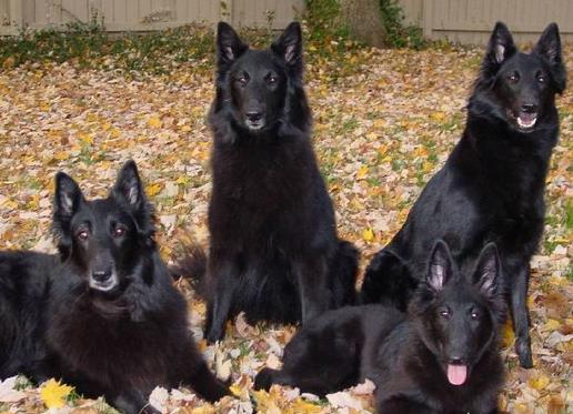 中國警犬品種排名,德國牧羊犬戰斗力強,杜伯文犬工作能力棒