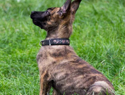 中國警犬品種排名,德國牧羊犬戰斗力強,杜伯文犬工作能力棒