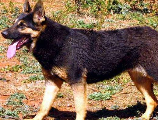 中國警犬品種排名,德國牧羊犬戰斗力強,杜伯文犬工作能力棒