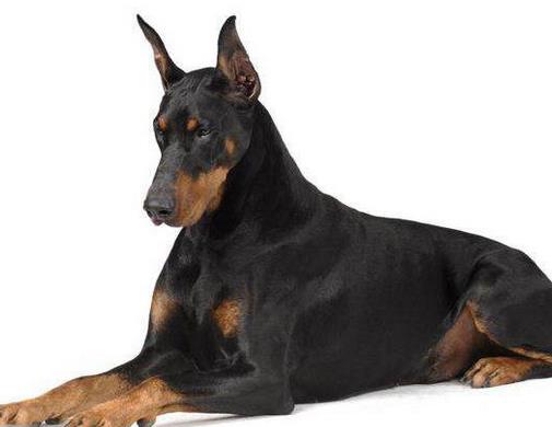中國警犬品種排名,德國牧羊犬戰斗力強,杜伯文犬工作能力棒