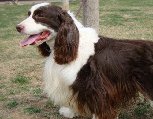 中國警犬品種排名,德國牧羊犬戰斗力強,杜伯文犬工作能力棒