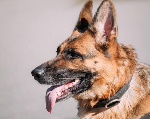 中國警犬品種排名,德國牧羊犬戰斗力強,杜伯文犬工作能力棒