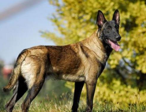 中國警犬品種排名,德國牧羊犬戰斗力強,杜伯文犬工作能力棒