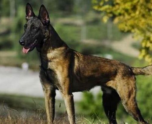 中國警犬品種排名,德國牧羊犬戰斗力強,杜伯文犬工作能力棒