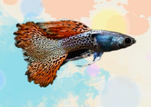 好看的孔雀魚(yú)品種排名,馬賽克孔雀魚(yú)、禮服孔雀魚(yú)很有特色