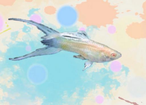 好看的孔雀魚(yú)品種排名,馬賽克孔雀魚(yú)、禮服孔雀魚(yú)很有特色