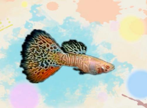 好看的孔雀魚(yú)品種排名,馬賽克孔雀魚(yú)、禮服孔雀魚(yú)很有特色