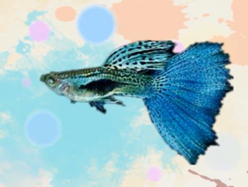 好看的孔雀魚(yú)品種排名,馬賽克孔雀魚(yú)、禮服孔雀魚(yú)很有特色