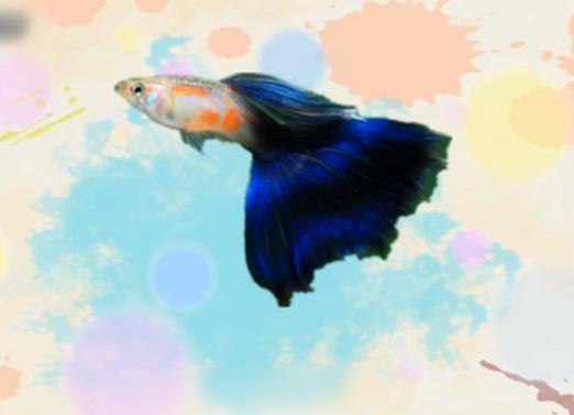 好看的孔雀魚(yú)品種排名,馬賽克孔雀魚(yú)、禮服孔雀魚(yú)很有特色