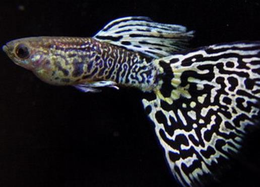 好看的孔雀魚(yú)品種排名,馬賽克孔雀魚(yú)、禮服孔雀魚(yú)很有特色