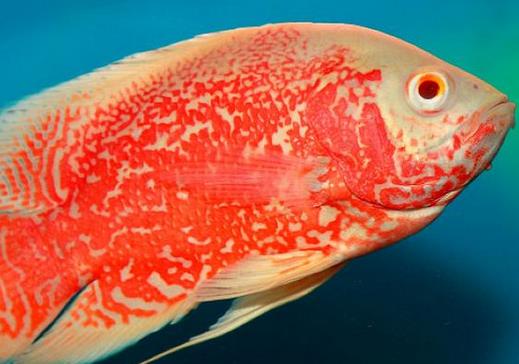 十大常見(jiàn)熱帶魚(yú)品種排名,綠巨人魚(yú)稱作“巨人珍珠”,成吉思汗魚(yú)強(qiáng)悍