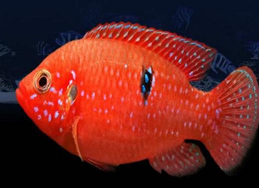 十大常見(jiàn)熱帶魚(yú)品種排名,綠巨人魚(yú)稱作“巨人珍珠”,成吉思汗魚(yú)強(qiáng)悍