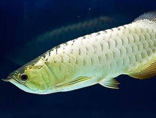 十大常見(jiàn)熱帶魚(yú)品種排名,綠巨人魚(yú)稱作“巨人珍珠”,成吉思汗魚(yú)強(qiáng)悍