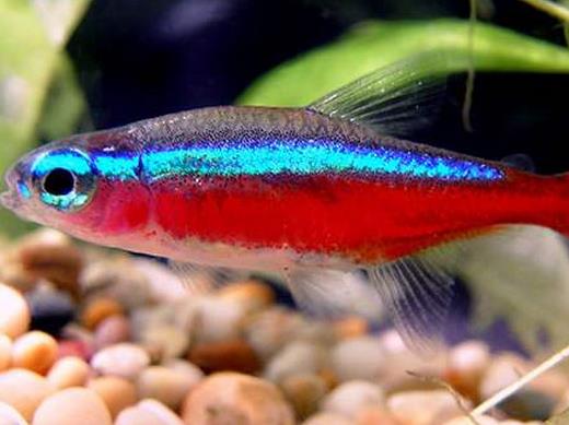 十大常見(jiàn)熱帶魚(yú)品種排名,綠巨人魚(yú)稱作“巨人珍珠”,成吉思汗魚(yú)強(qiáng)悍