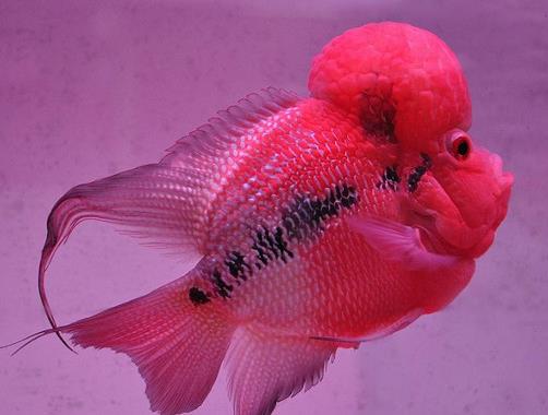 十大常見(jiàn)熱帶魚(yú)品種排名,綠巨人魚(yú)稱作“巨人珍珠”,成吉思汗魚(yú)強(qiáng)悍