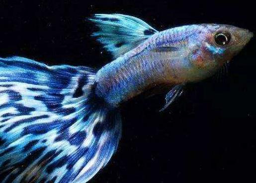 十大常見(jiàn)熱帶魚(yú)品種排名,綠巨人魚(yú)稱作“巨人珍珠”,成吉思汗魚(yú)強(qiáng)悍