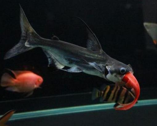 十大常見(jiàn)熱帶魚(yú)品種排名,綠巨人魚(yú)稱作“巨人珍珠”,成吉思汗魚(yú)強(qiáng)悍