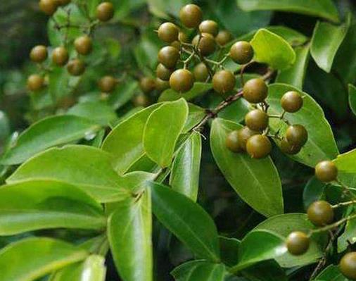 中國八大劇毒植物排名,烏頭用射殺野獸,誤食斷腸草會毒發(fā)身亡