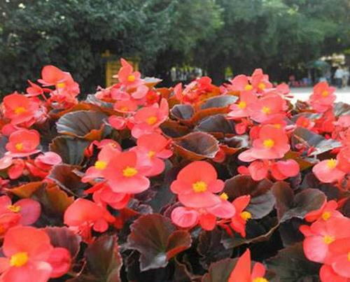 十大最耐寒的花卉排名,臘梅耐寒性極強(qiáng),山茶花在冬季開放