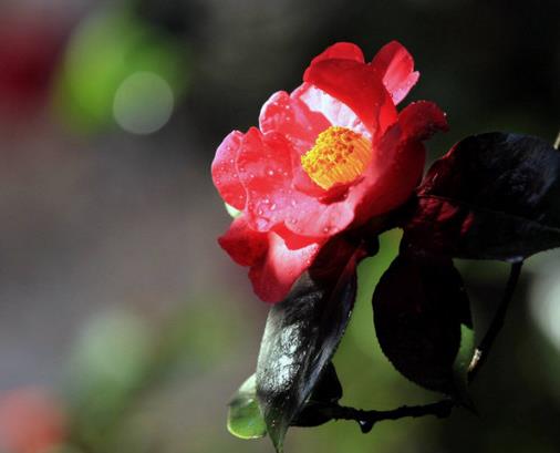 十大最耐寒的花卉排名,臘梅耐寒性極強(qiáng),山茶花在冬季開放