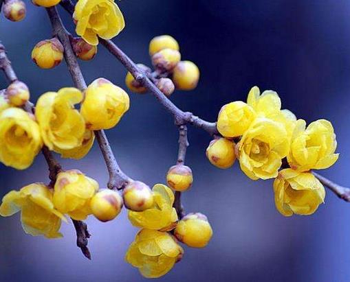 十大最耐寒的花卉排名,臘梅耐寒性極強(qiáng),山茶花在冬季開放