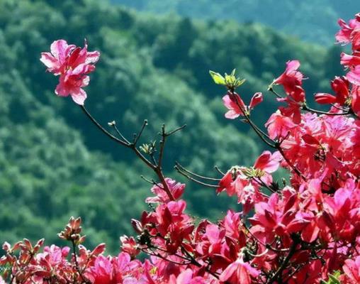 十大最耐寒的花卉排名,臘梅耐寒性極強(qiáng),山茶花在冬季開放